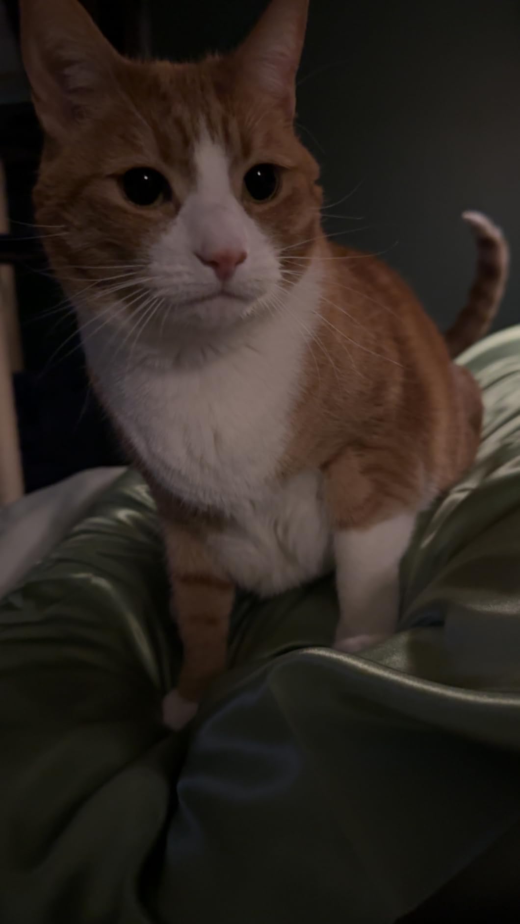 Utopia Bedding Bed Pillows for Sleeping Queen Size (White), Set of 2, Soft & Fluffy Pillow with Down Alternative Filling, Cooling, Hotel Quality, Gusseted Pillow for Back, Stomach or Side Sleepers customer photo 1