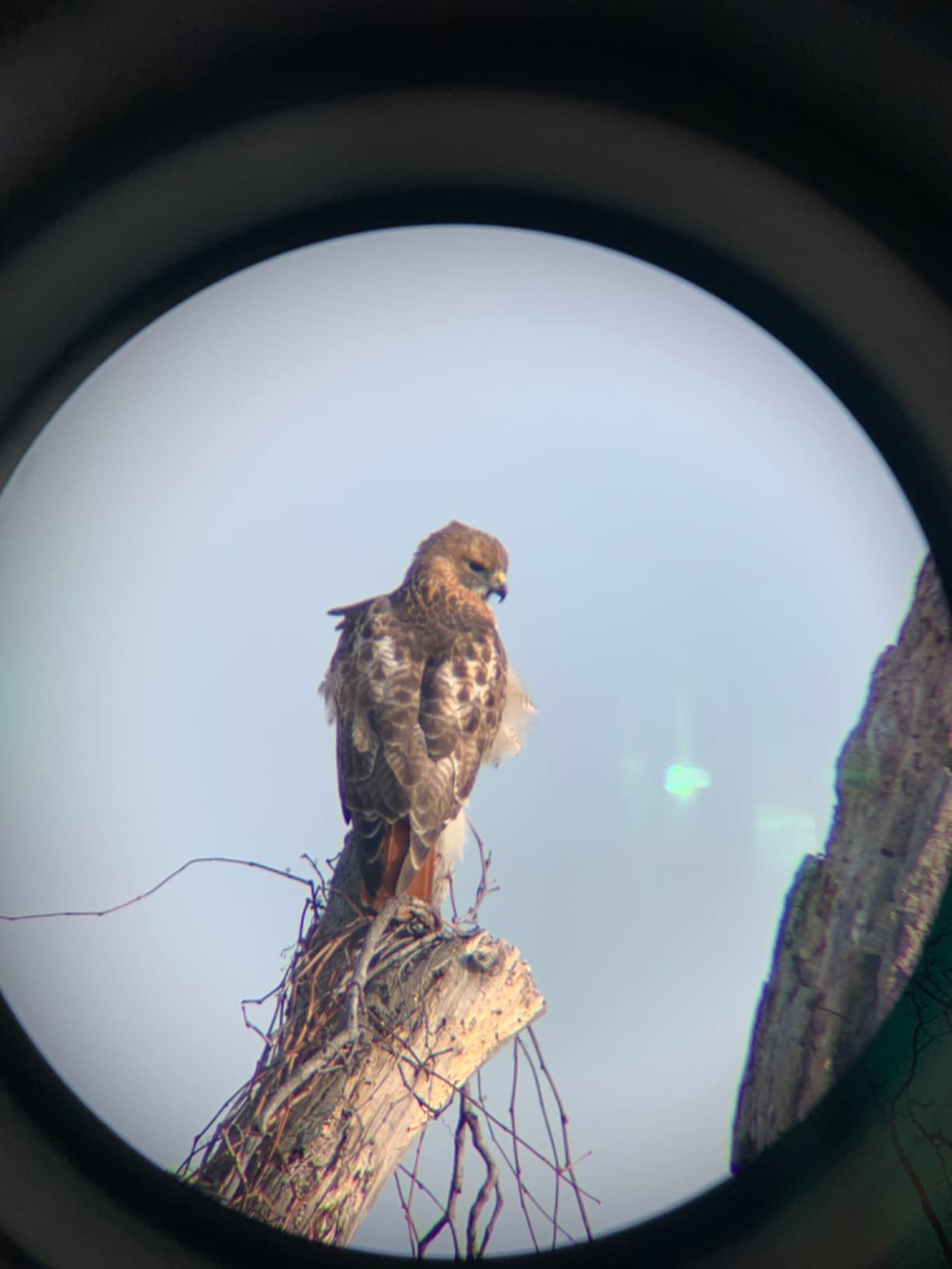 Vortex Optics Diamondback HD Spotting Scopes customer photo 3