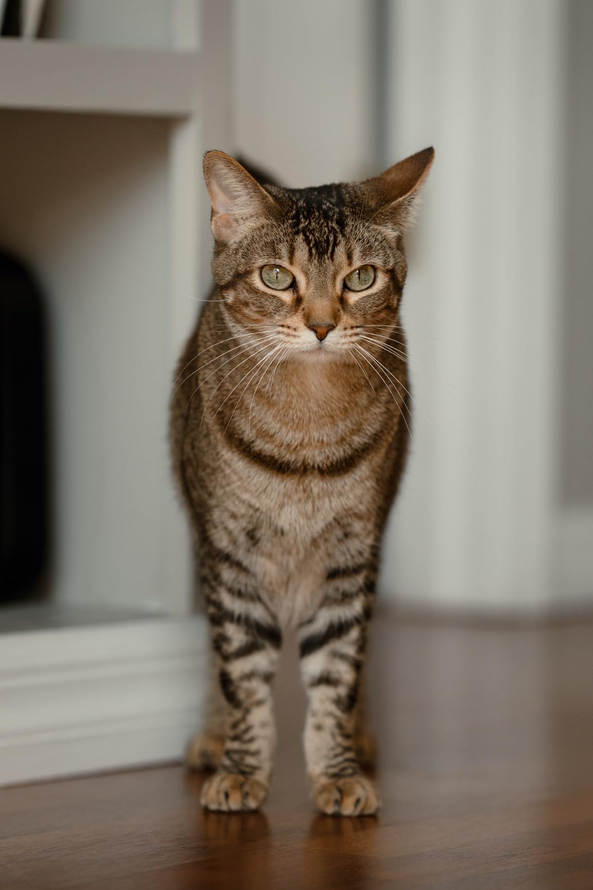 Sigma 85mm F1.4 DG DN Sony E (322965), Black customer photo 1