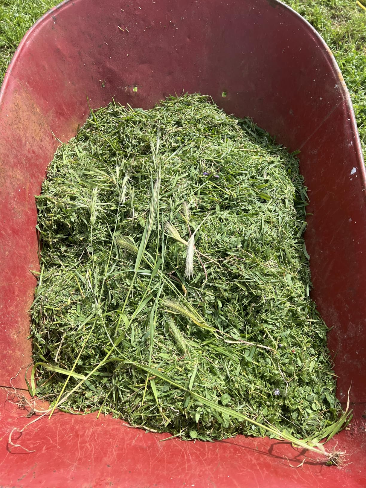 LawnMaster MEB1216K Electric Lawn Mower 16-Inch 12AMP customer photo 1