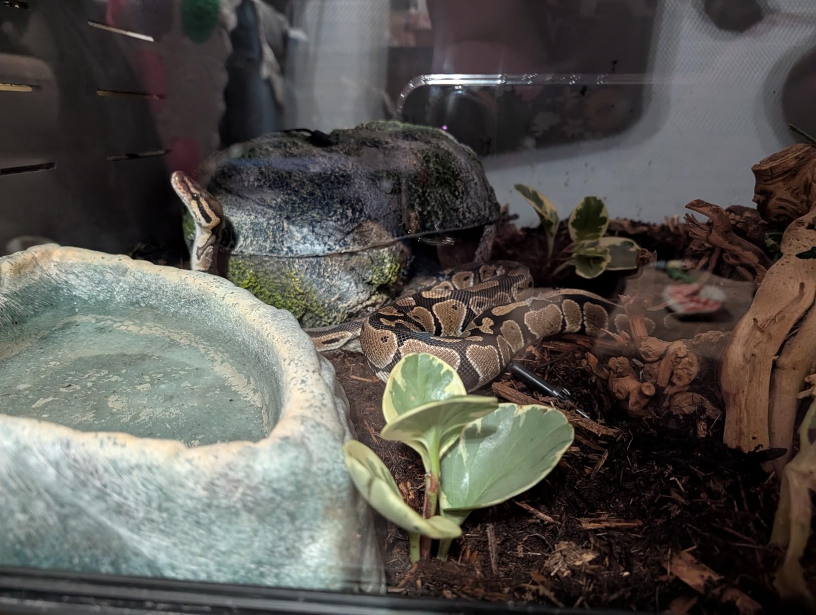 New Age Pet ECOFLEX 48