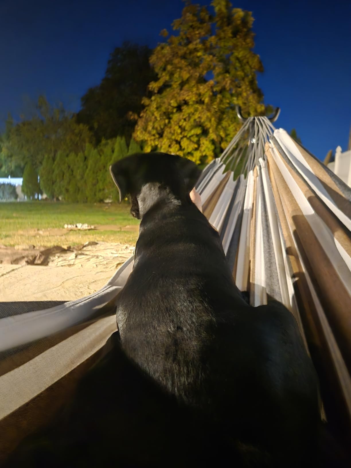 PNAEUT Double Hammocks with Stand for Outside, Portable Space Saving Heavy-Duty Steel Frame for Indoor Outdoor Patio Yard, Easy Assembly, 2 Person 450 lbs Capacity (Coffee) customer photo 1