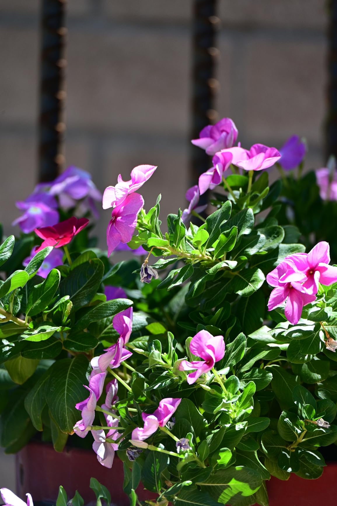 Nikon Z 7II | Ultra-high resolution full-frame mirrorless stills/video camera | Nikon USA Model customer photo 1