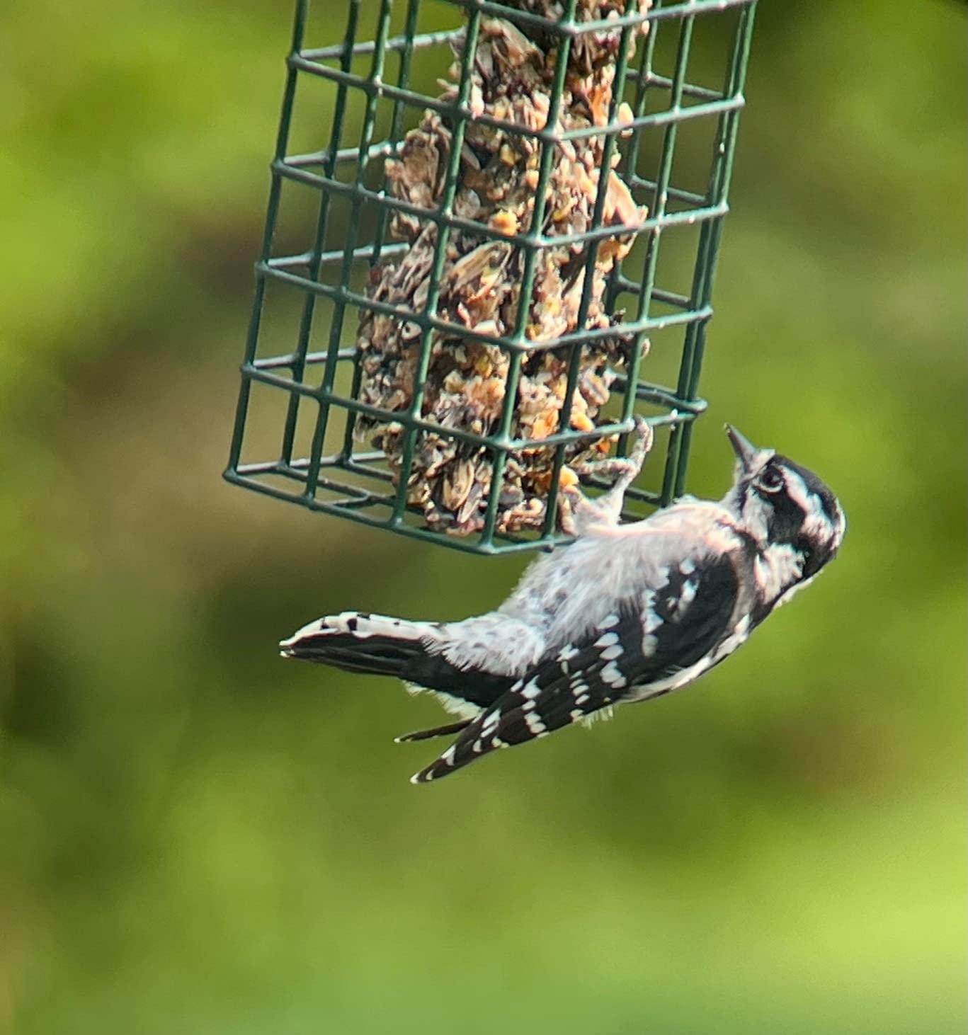 Athlon Optics Ares G2 20-60x85 UHD Spotting Scope customer photo 2