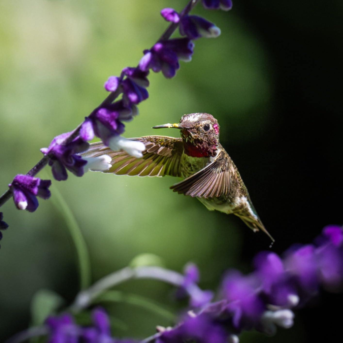 Sony Alpha 1 Full-Frame Interchangeable Lens Mirrorless Camera customer photo 2