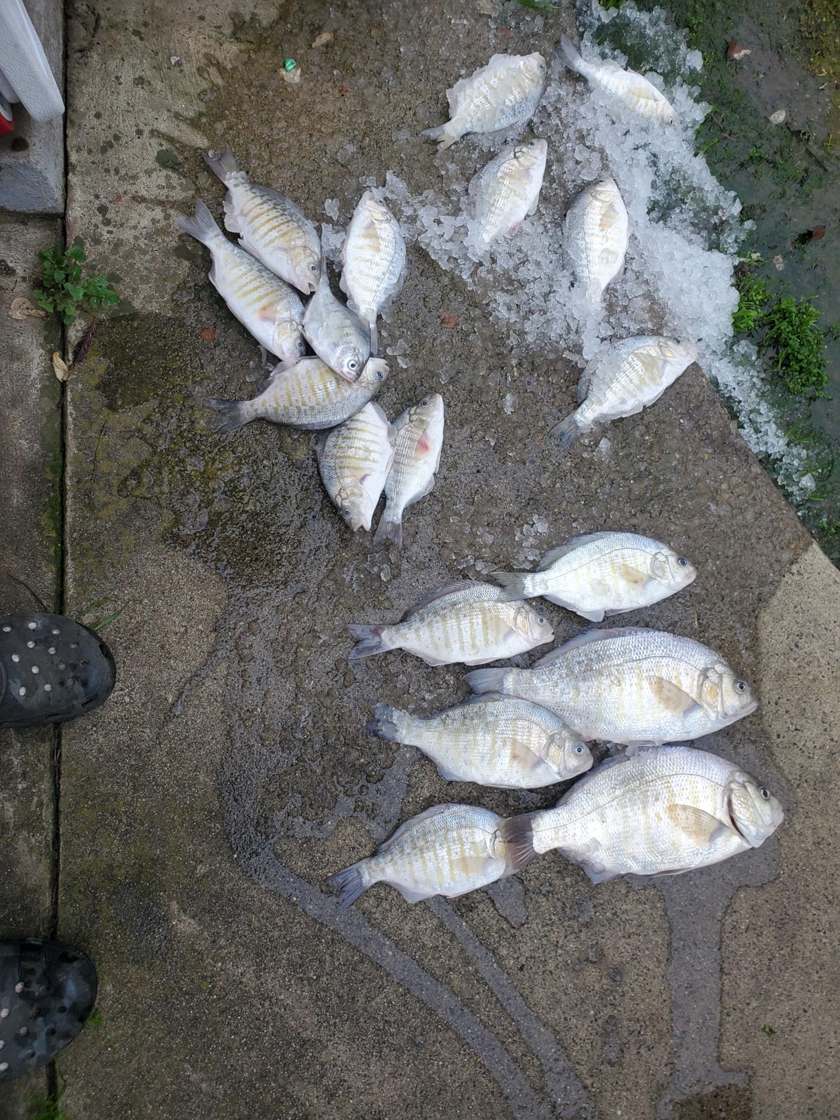 Penn Pursuit IV Spinning Fishing Reel customer photo 1