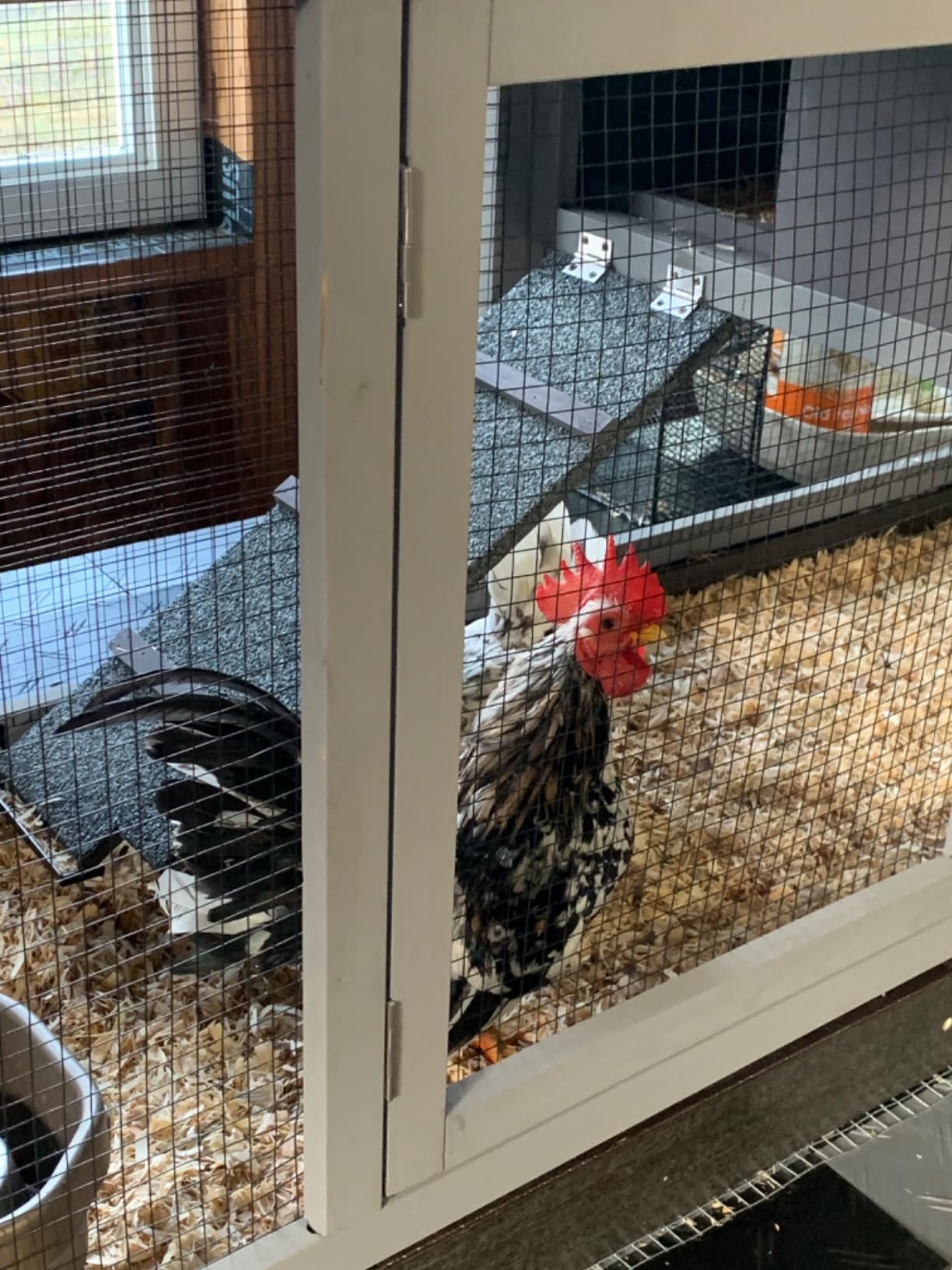 Aivituvin 83in Chicken Coop Mobile Hen House Outdoor Wooden Poultry Cage with Wheels Nesting Box Run for 4-6 Chickens customer photo 1