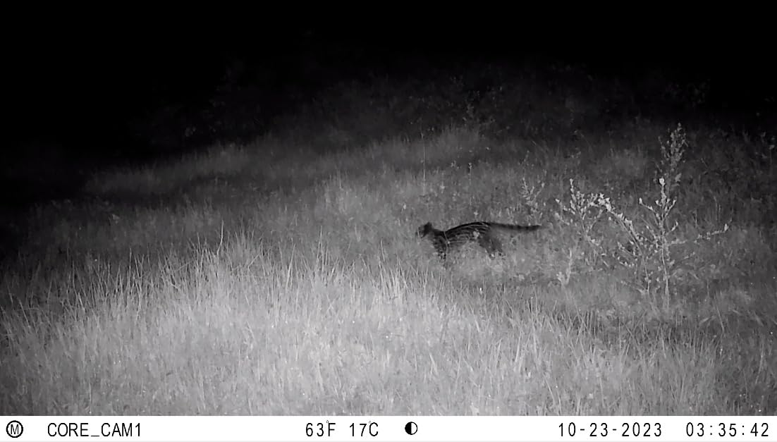 Bushnell Trail Camera CORE S-4K, No-Glow Game Camera with 4K Video and 1.5 inch Color Viewscreen customer photo 1