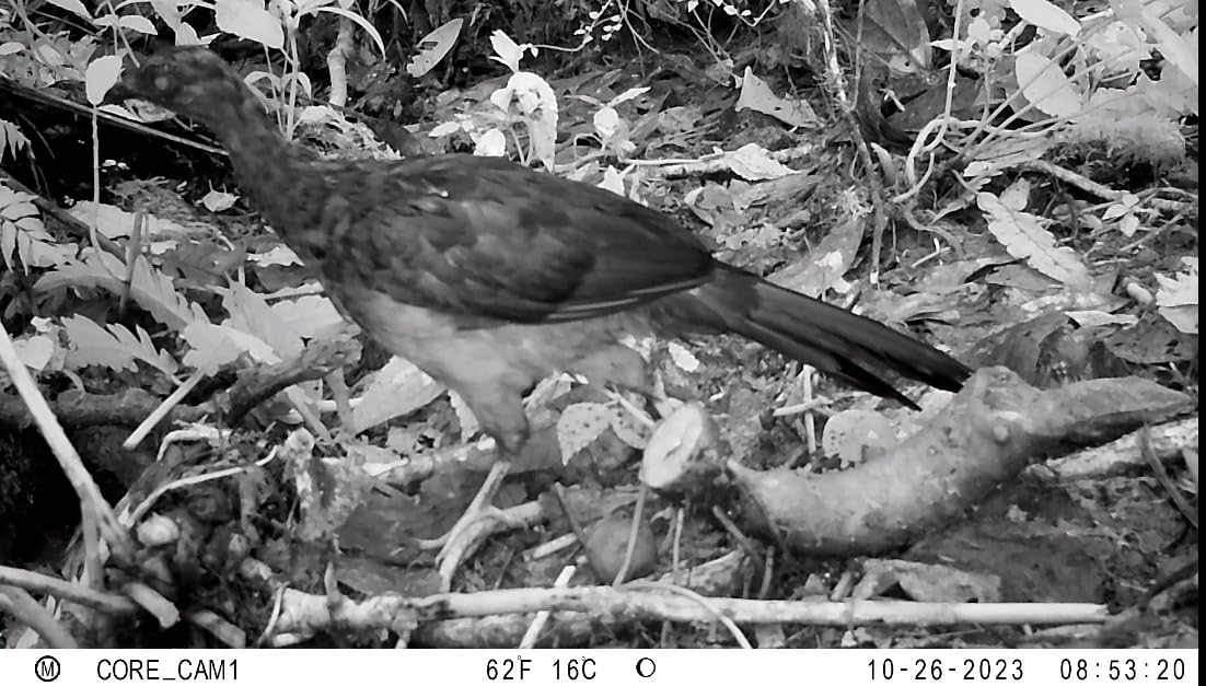 Bushnell Trail Camera CORE S-4K, No-Glow Game Camera with 4K Video and 1.5 inch Color Viewscreen customer photo 2