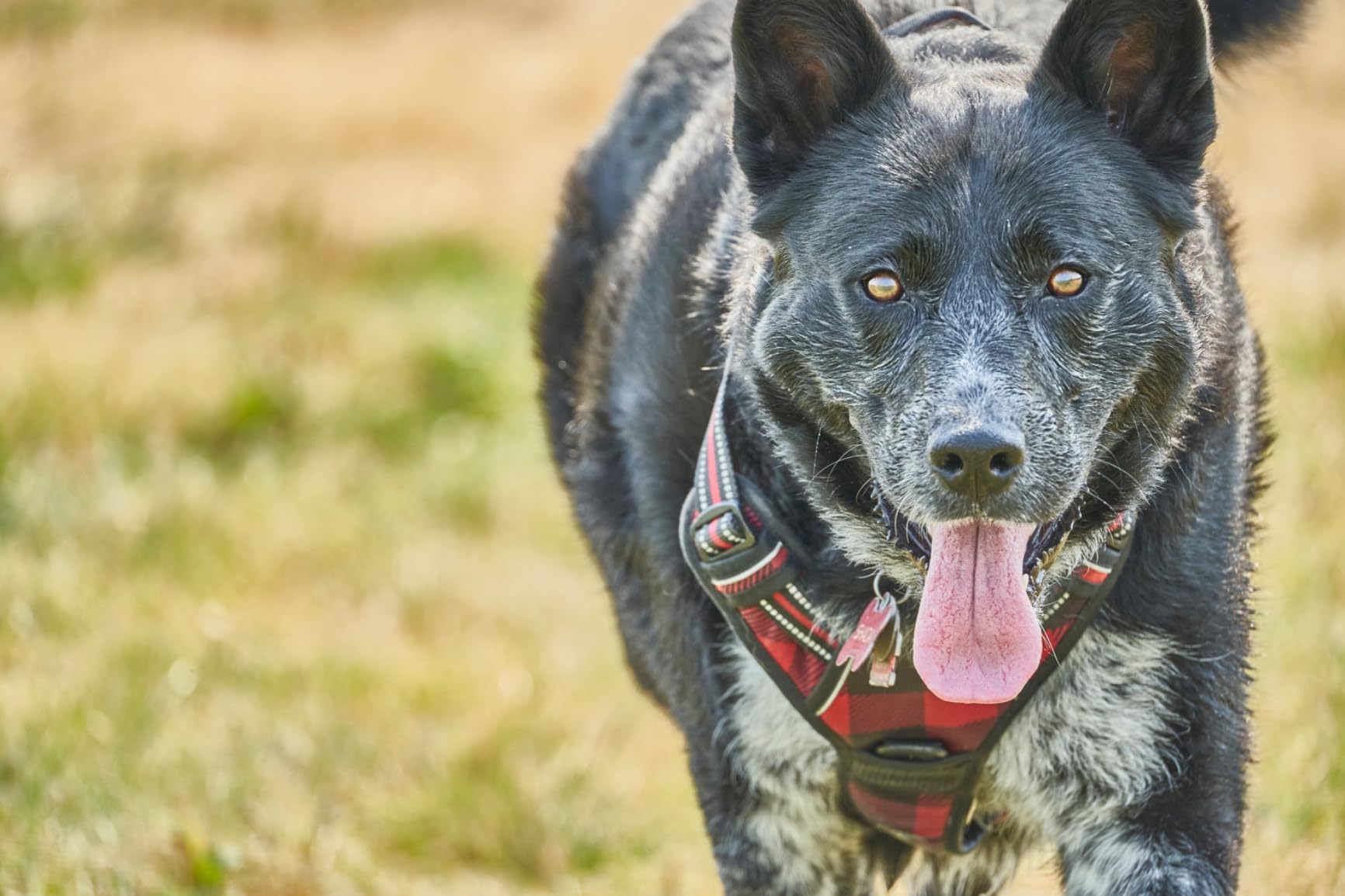 Tamron 150-500mm f/5-6.7 Di III VC VXD Lens for Full Frame Sony Mirrorless Camera customer photo 2