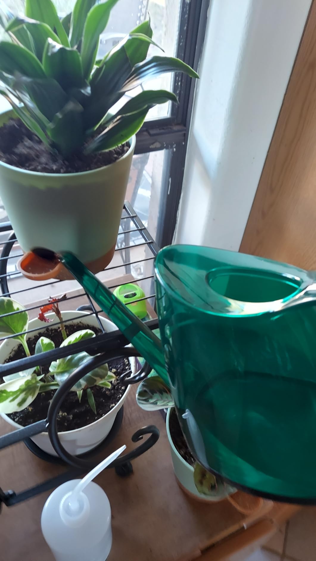 WhaleLife Indoor Watering Can for House Bonsai Plants (2.0L, Terra-Cotta Red) customer photo 1