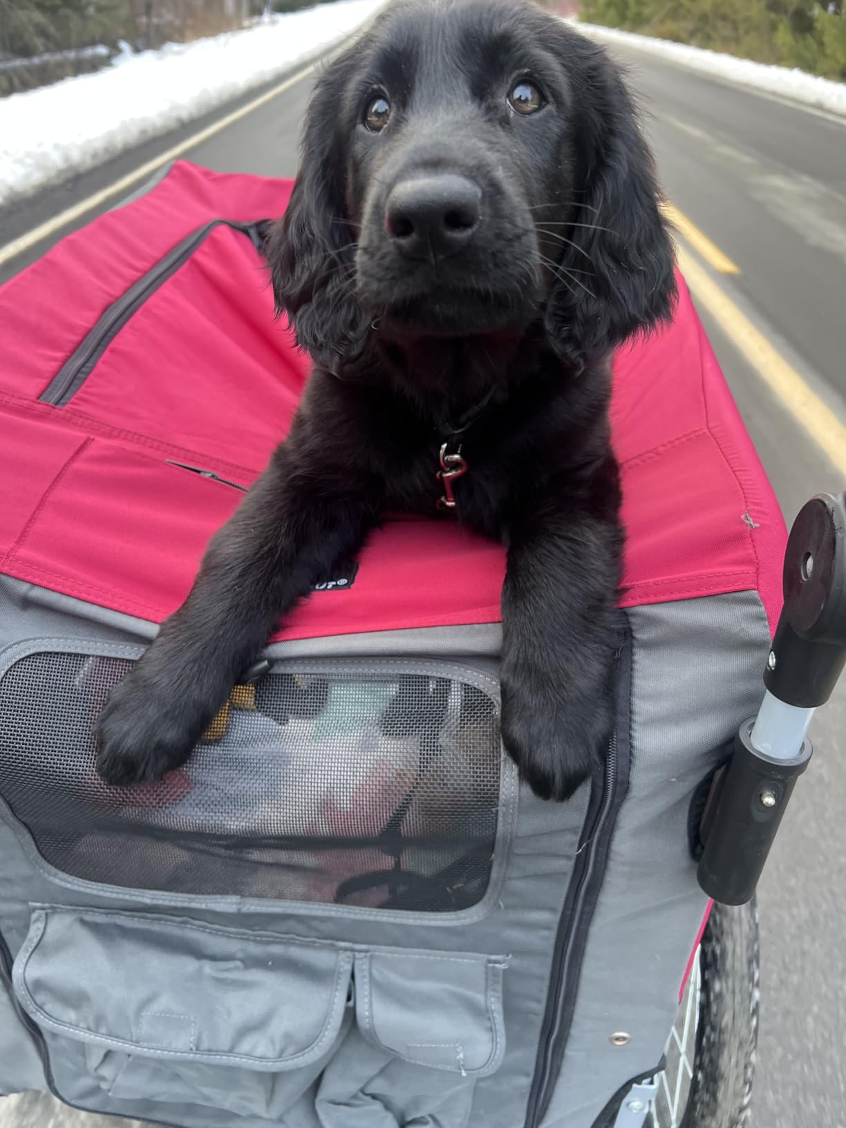 DOGGYHUT Premium Large/XL Pet Bike Trailer & Stroller for Large Sized Dog or Multiple Small Dogs, Low Center of Gravity, Parking Brakes, Easy Folding Frame, Bicycle Carrier customer photo 1