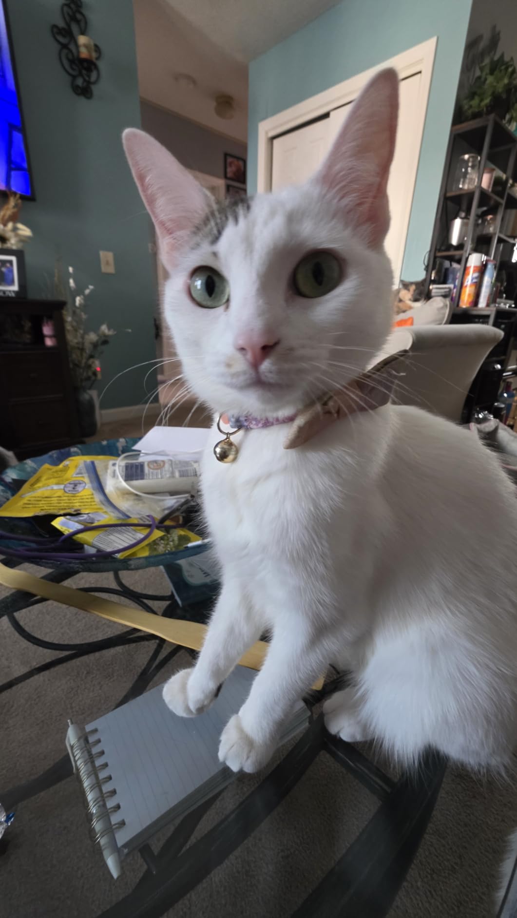 PuroAir 240 HEPA Air Purifier for Home Large Rooms - Covers Up To 1,000 Sq Ft - Filters Up To 99.9% of Pollutants, Smoke, Pollen, Dust - Quiet HEPA Air Filter - Air Purifiers for Bedroom customer photo 1