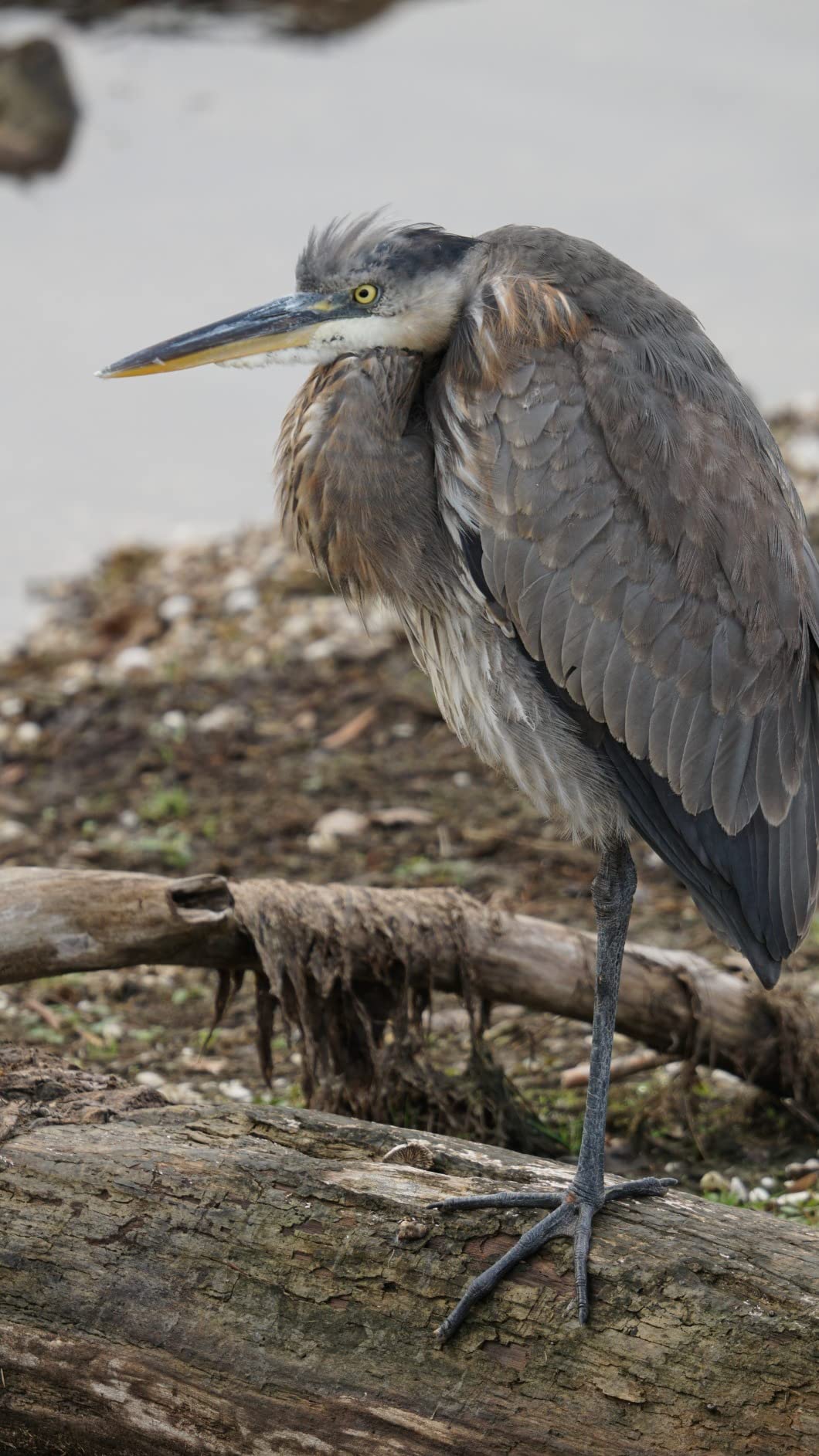 Sigma 150-600mm F5-6.3 DG DN OS Contemporary Lens for Sony E-Mount customer photo 1