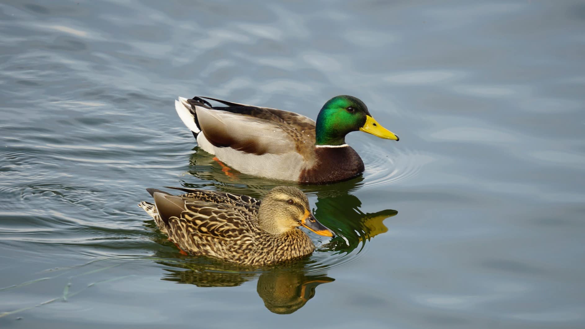 Sigma 150-600mm F5-6.3 DG DN OS Contemporary Lens for Sony E-Mount customer photo 2