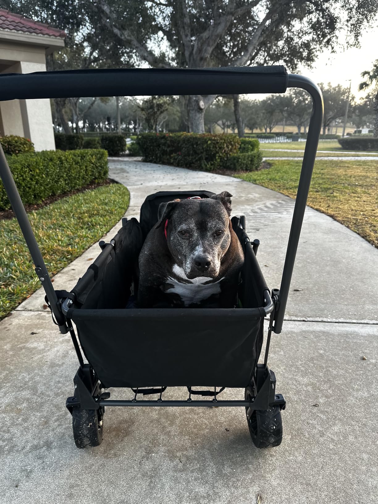REDCAMP Folding Dog Wagon Cart with Extendable Rear End Heavy Duty, 220L Large Collapsible Utility Cart Dog Stroller with Tailgate for Sports Shopping Pet, Black customer photo 1
