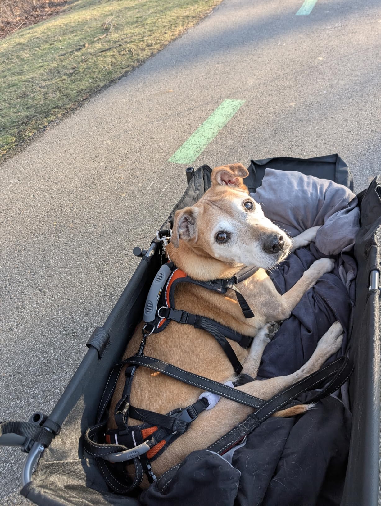 REDCAMP Folding Dog Wagon Cart with Extendable Rear End Heavy Duty, 220L Large Collapsible Utility Cart Dog Stroller with Tailgate for Sports Shopping Pet, Black customer photo 2