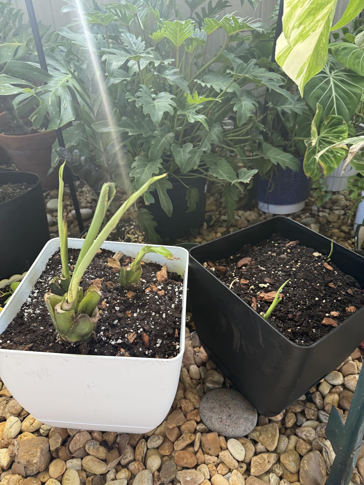 Gardening Tools 9-Piece Heavy Duty Garden Hand Tools with Fashion and Durable Garden Tools Organizer Handbag, Rust-Proof Garden Tool Set, Ideal Gardening Gifts for Women customer photo 2