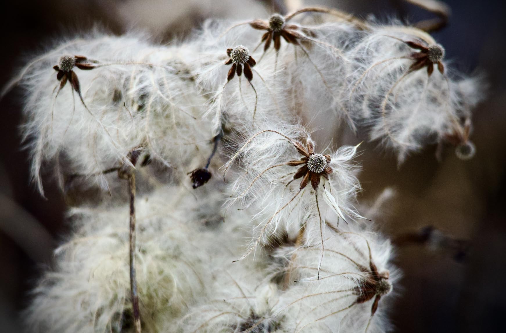 Canon RF 100-400mm F5.6-8 IS USM Telephoto Zoom Lens customer photo 1