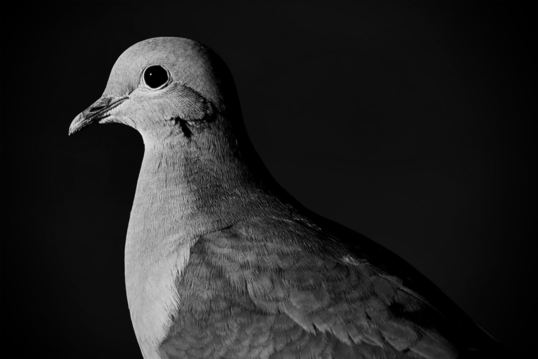 Canon RF 100-400mm F5.6-8 IS USM Telephoto Zoom Lens customer photo 2