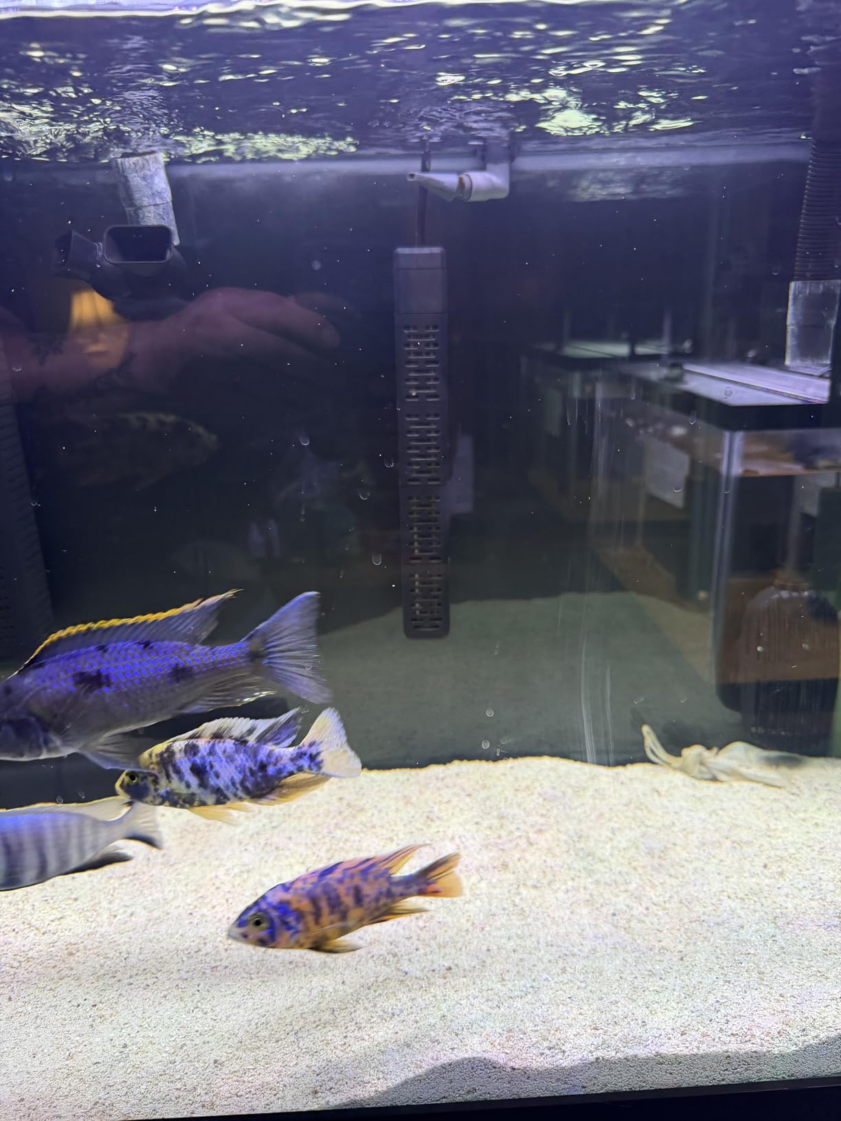 HiTauing Aquarium Heater, 50W/100W/200W/300W/500W Submersible Fish Tank Heater with Over-Temperature Protection and Automatic Power-Off When Leaving Water for Saltwater and Freshwater customer photo 1