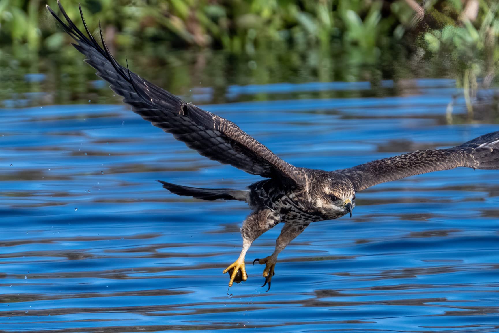 Nikon NIKKOR Z 100-400mm VR S Premium Versatile Telephoto Zoom Lens with Image Stabilization for Z Series Mirrorless Cameras customer photo 1