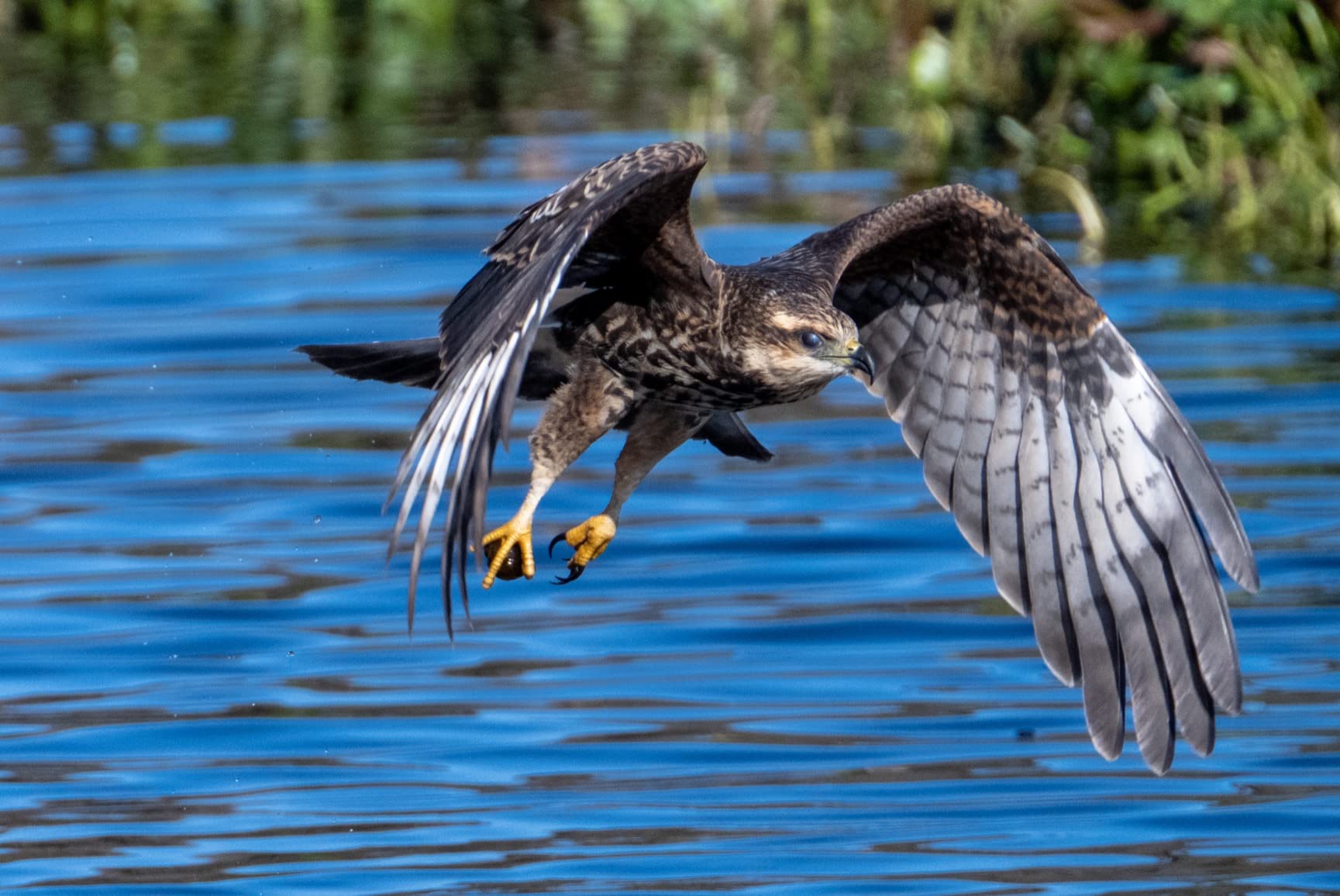 Nikon NIKKOR Z 100-400mm VR S Premium Versatile Telephoto Zoom Lens with Image Stabilization for Z Series Mirrorless Cameras customer photo 2