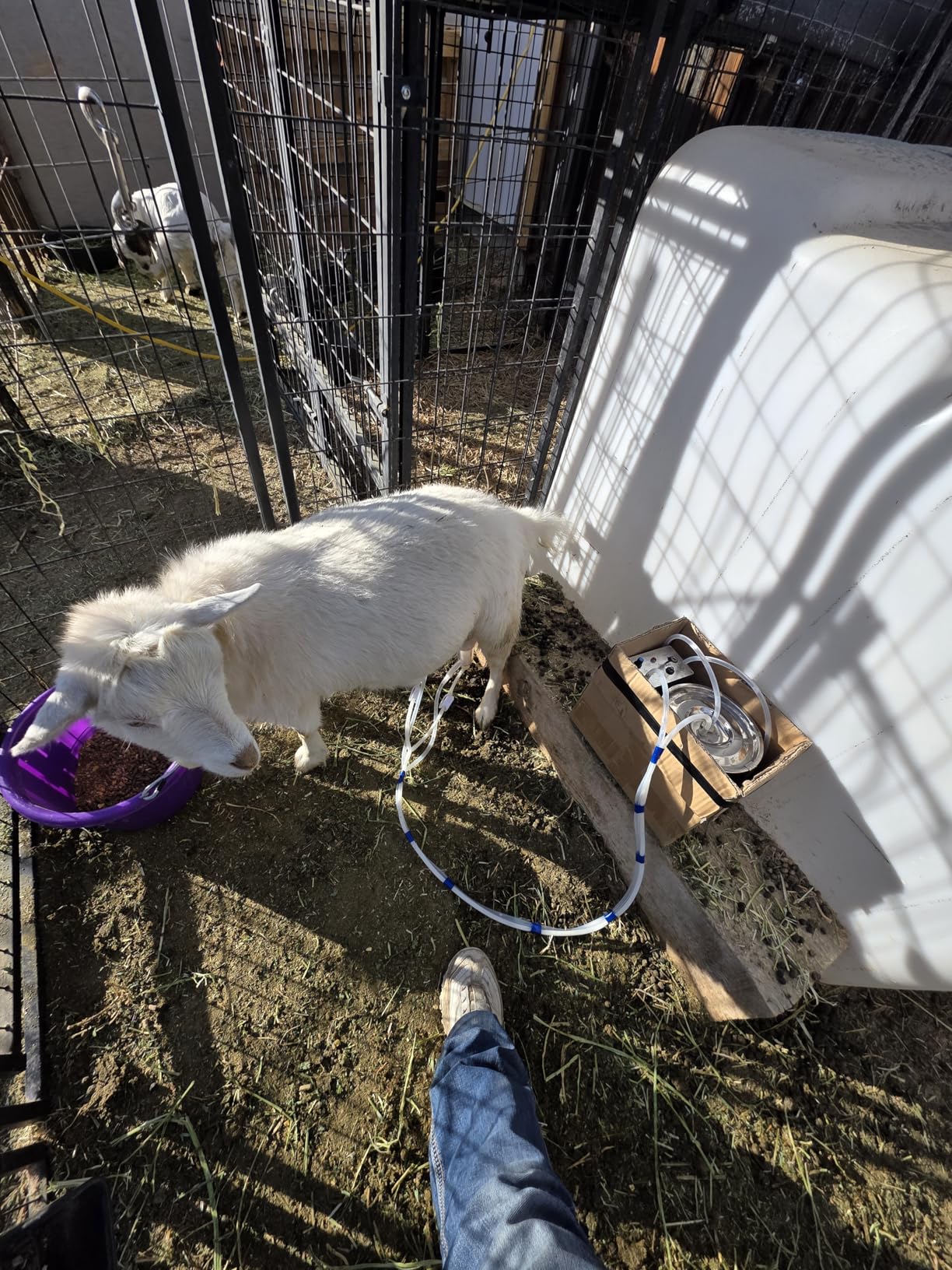 7L Goat Electric Milking Machine, Automatic Rechargeable Battery Powered Pulsation Vacuum Pump with 2 Teat Cups customer photo 1