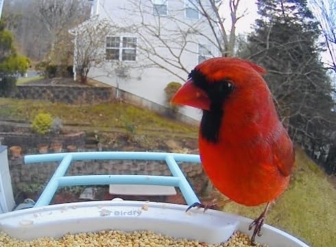 NETVUE by Birdfy Smart Bird Feeder with Camera - AI Identifies Birds Species 2MP Night Vision & App Alerts, 2.4Ghz Wi-Fi Connect IP65 Weatherproof Bird Camera-Gift for Backyard BirdWatchers, Blue customer photo 1