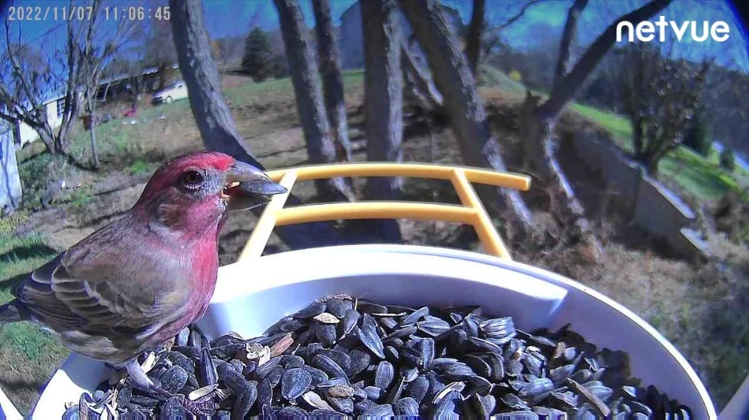 NETVUE by Birdfy Smart Bird Feeder with Camera - AI Identifies Birds Species 2MP Night Vision & App Alerts, 2.4Ghz Wi-Fi Connect IP65 Weatherproof Bird Camera-Gift for Backyard BirdWatchers, Blue customer photo 2