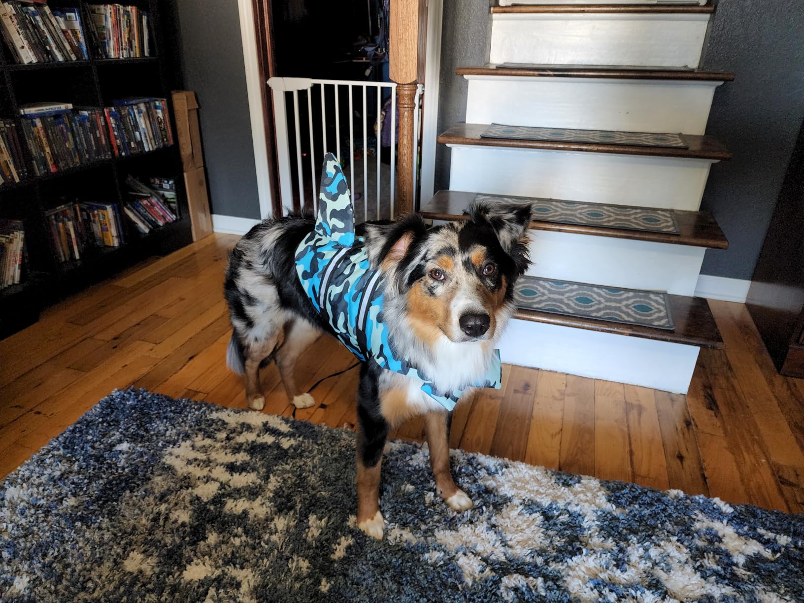 Fragralley Shark Dog Life Jacket, Adjustable Dog Life Vest with Shark Fin, Suit for Small Medium Large Dog Life Vest for Swimming and Boating customer photo 2