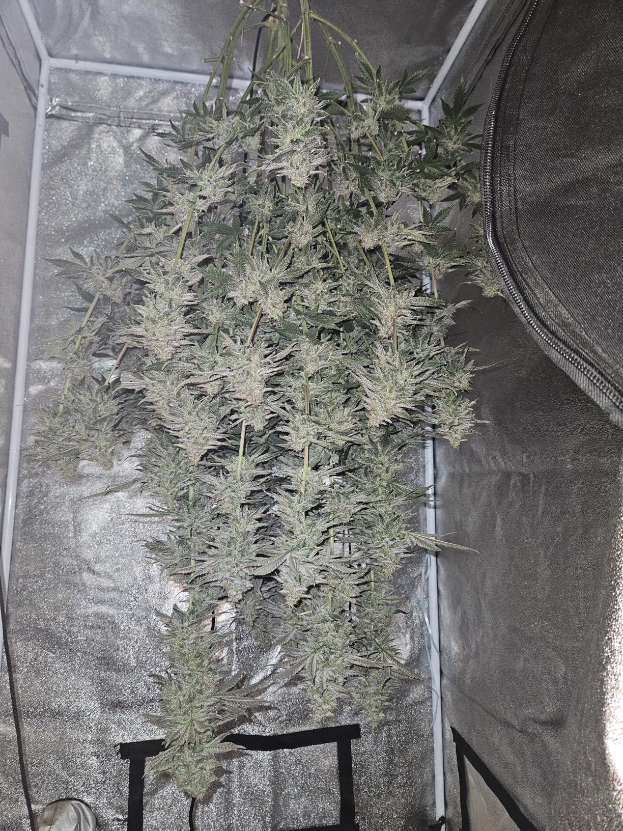 VEVOR DWC Hydroponic System, 5 Gallon 8 Buckets, Deep Water Culture Growing Bucket, Hydroponics Grow Kit with Pump, Air Stone and Water Level Device, for Indoor/Outdoor Leafy Vegetables customer photo 1