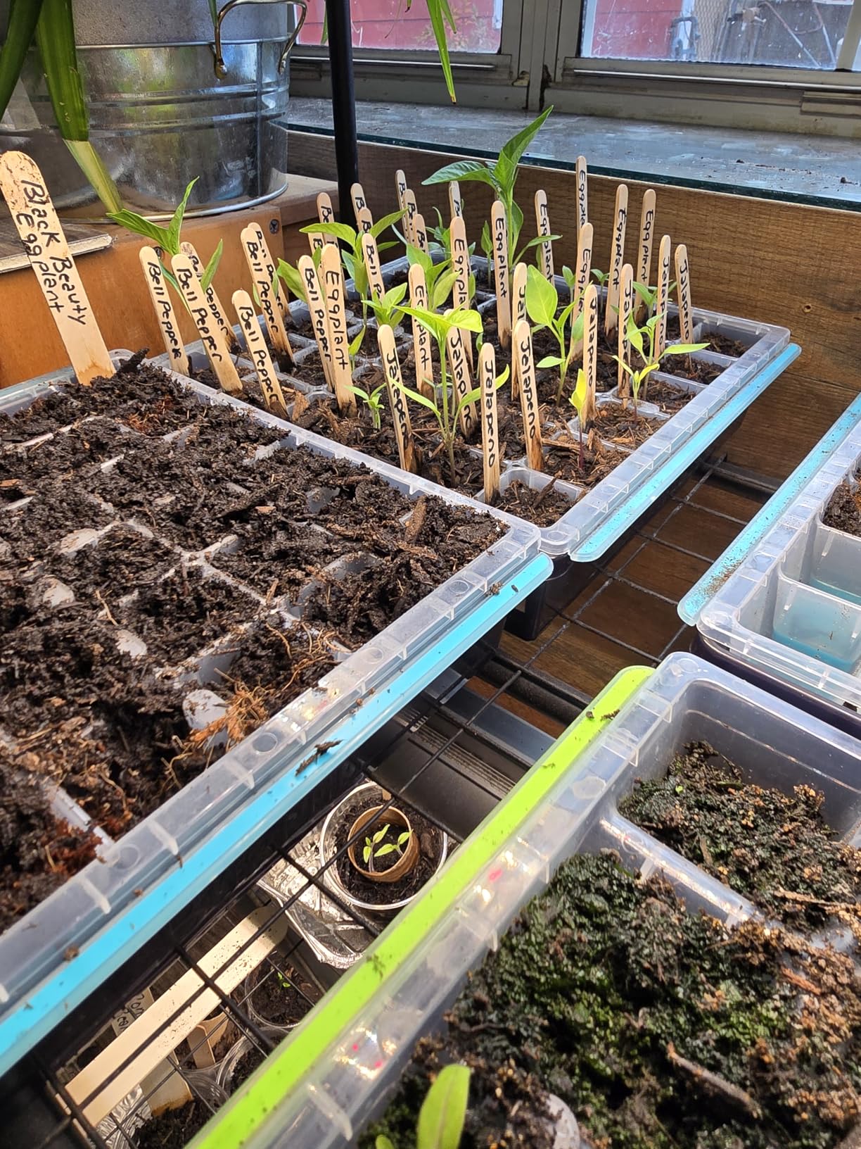 Burpee SuperSeed Seed Starting Tray | 36 Cell Reusable Seed Starter Tray | for Starting Vegetable, Flower & Herb Seeds | Indoor Grow Kit for Plant Seedlings | for Germination Success customer photo 1