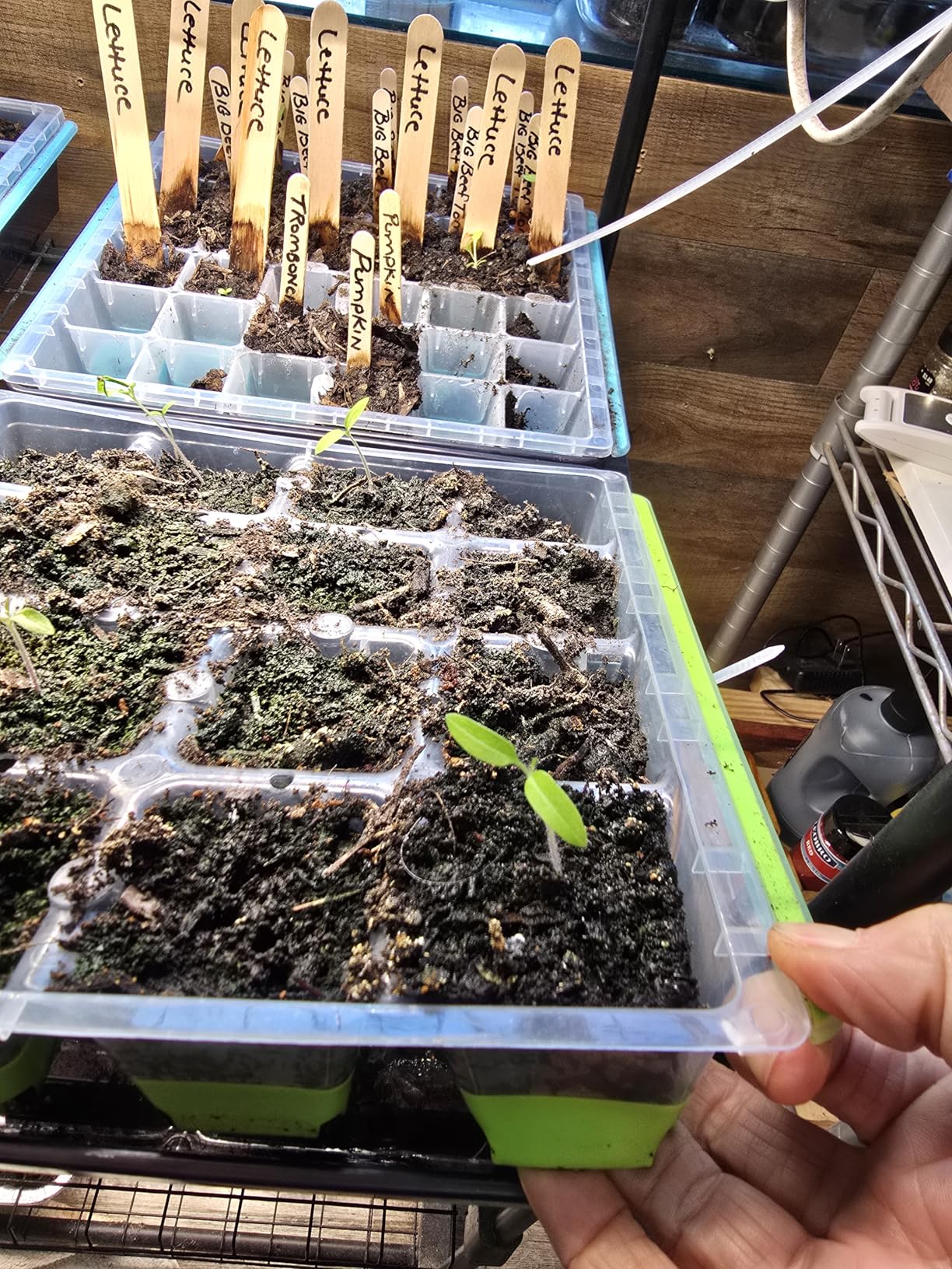 Burpee SuperSeed Seed Starting Tray | 36 Cell Reusable Seed Starter Tray | for Starting Vegetable, Flower & Herb Seeds | Indoor Grow Kit for Plant Seedlings | for Germination Success customer photo 2