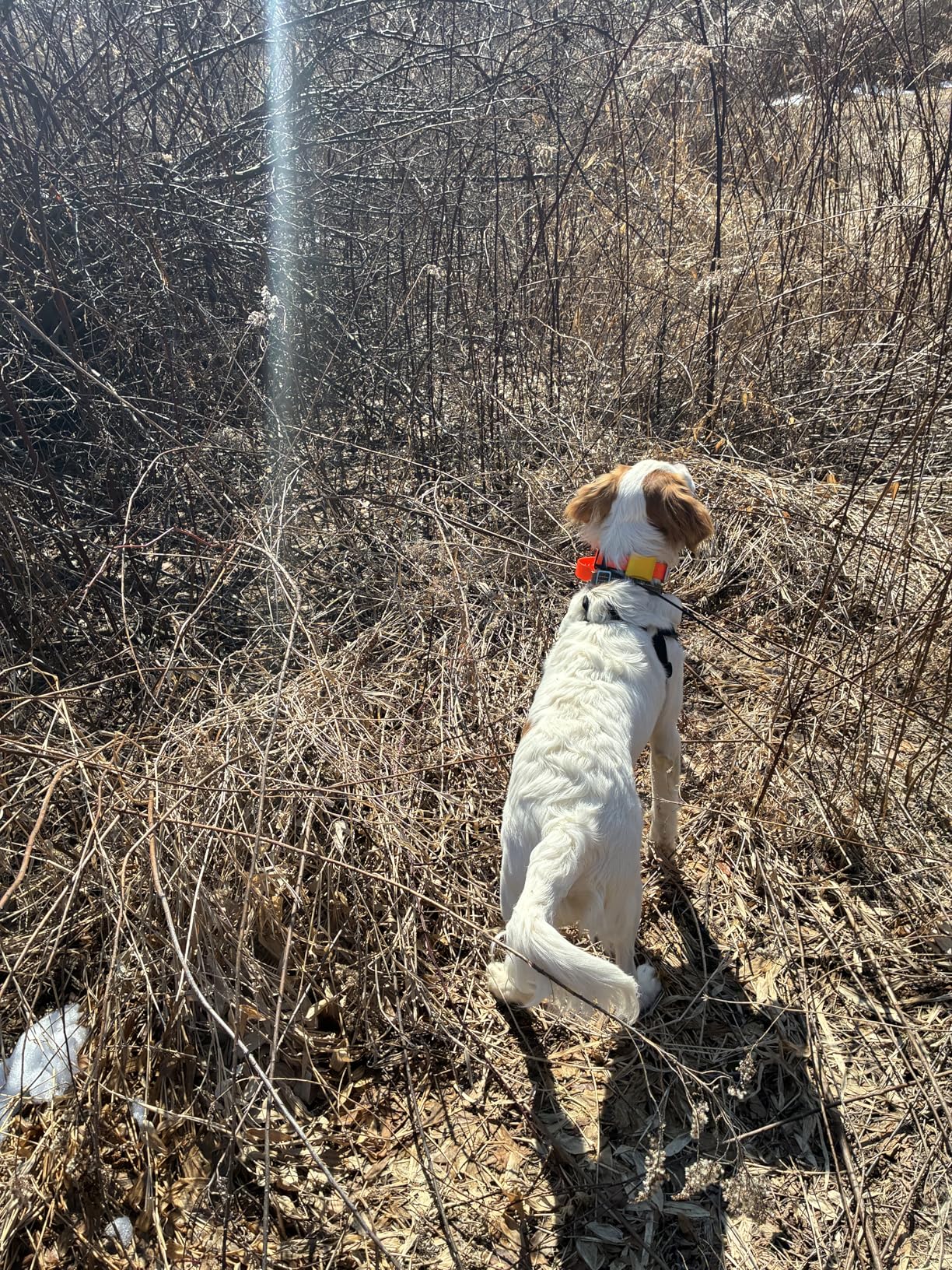 Dogtra Pathfinder 2 GPS Dog Tracker e Collar 9 Mile Long Range LED Light No Monthly fees Free App Waterproof Smartwatch Control Satellite Real Time Tracking Multiple Dogs Smartphone Required customer photo 1