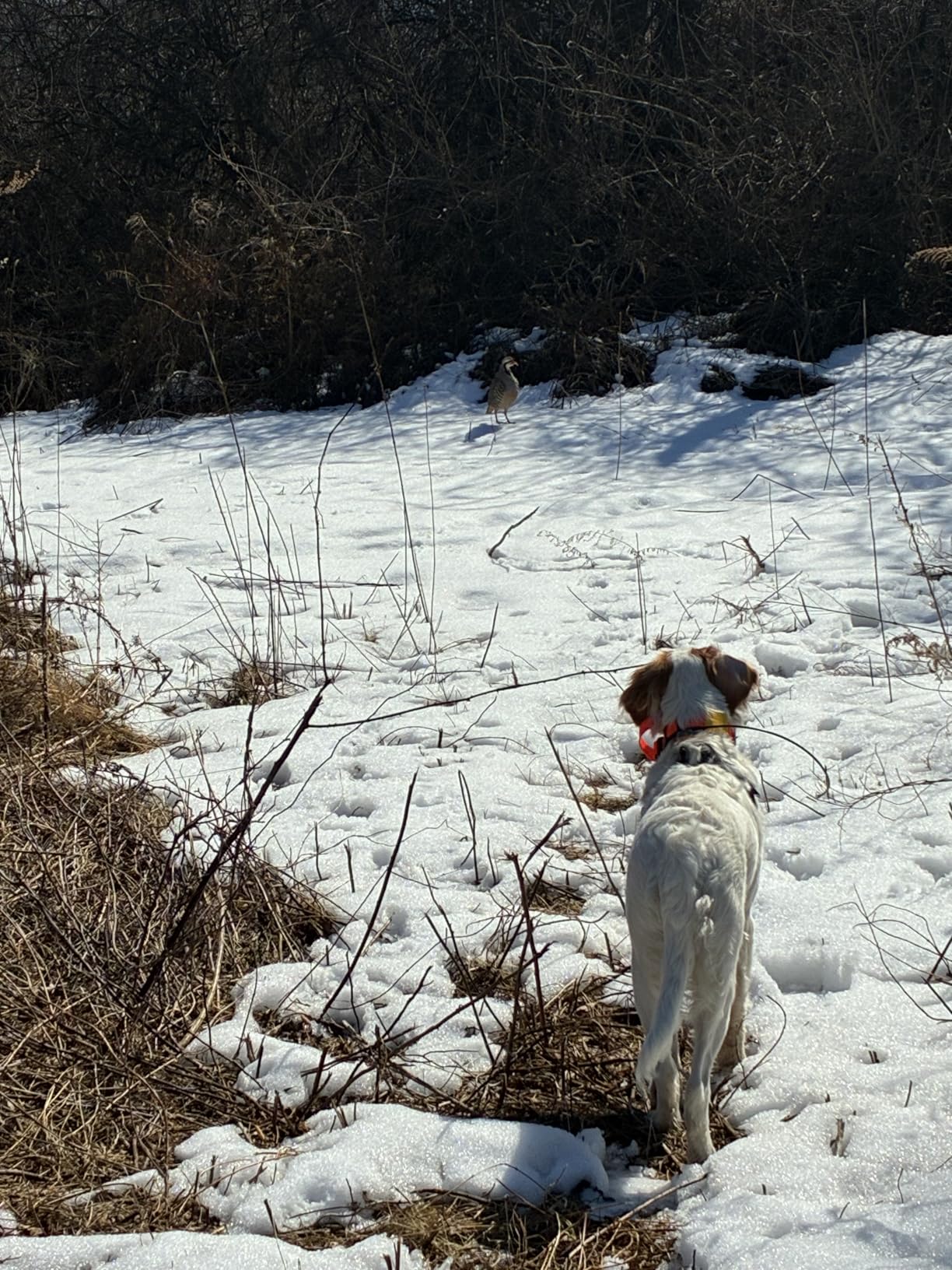 Dogtra Pathfinder 2 GPS Dog Tracker e Collar 9 Mile Long Range LED Light No Monthly fees Free App Waterproof Smartwatch Control Satellite Real Time Tracking Multiple Dogs Smartphone Required customer photo 2