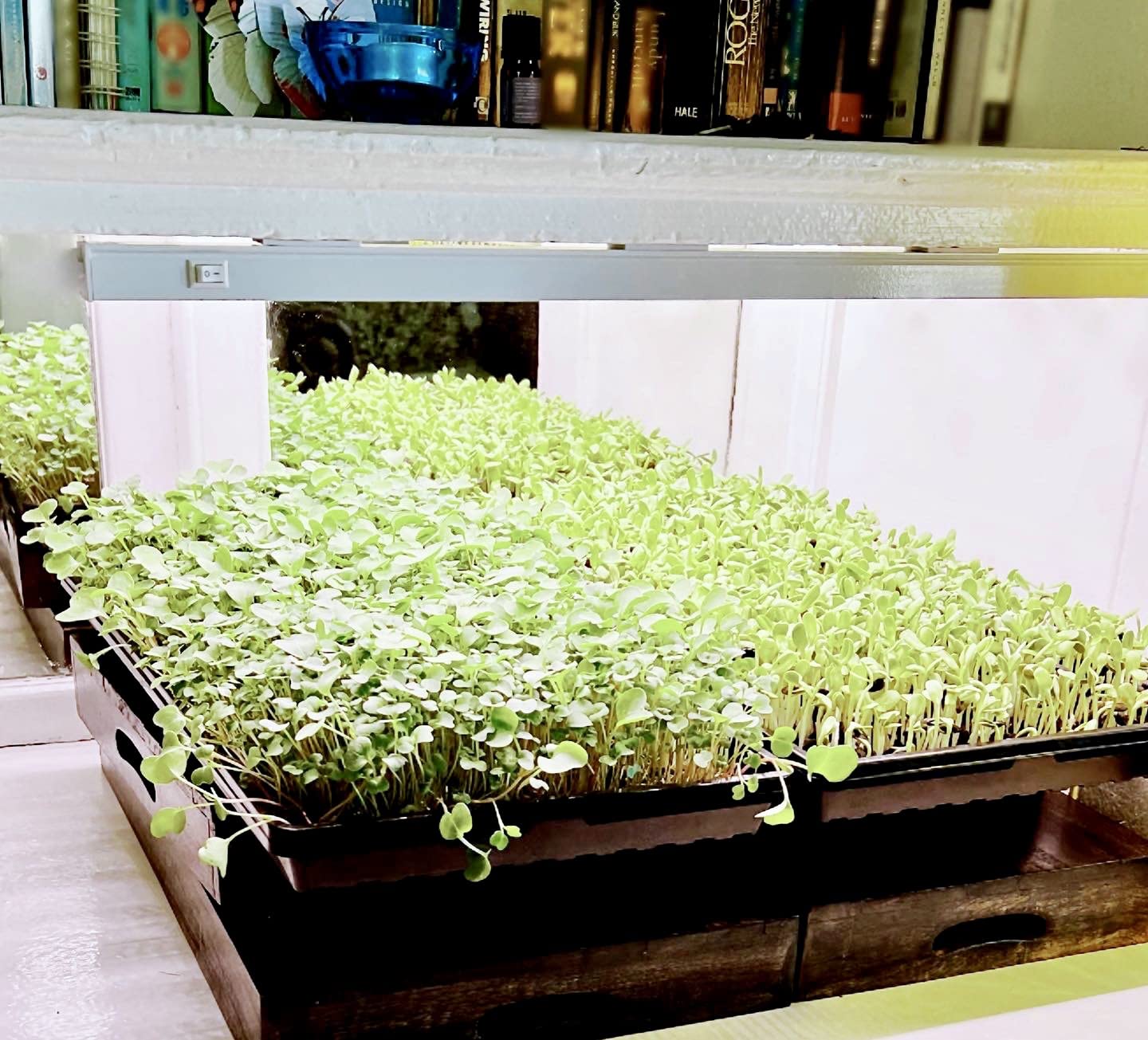 Barrina T5 Grow Lights, 5000K White Full Spectrum LED Grow Light, 2ft 80W (8 x 10W) Plant Grow Lights for Indoor Plants, Plug and Play, 8-Pack customer photo 2