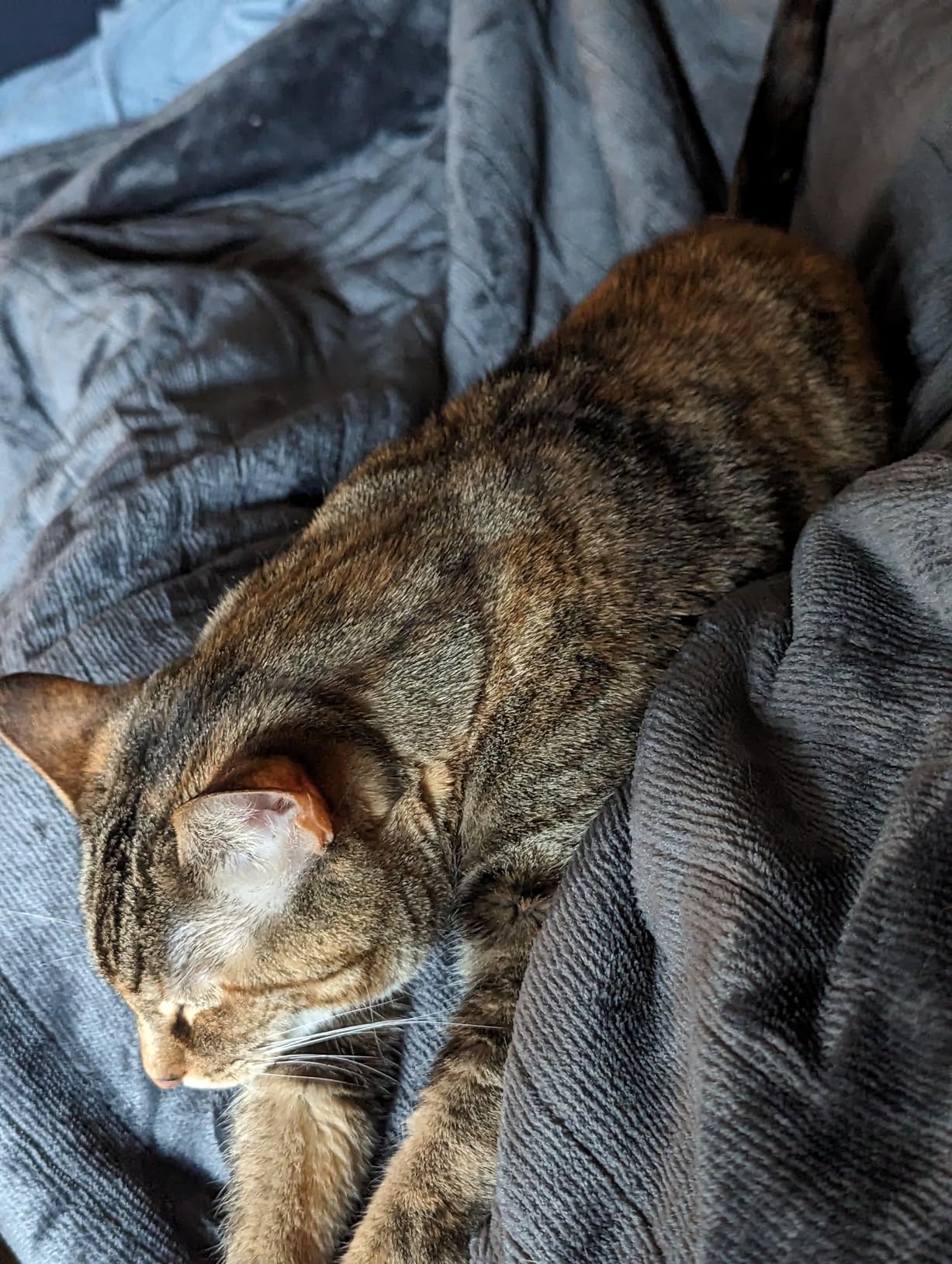 SEALY Electric Blanket King Size, Flannel & Sherpa Heated Blanket with 10 Heating Levels & 1-12 Hours Auto Shut Off, Fast Heating Warming Blanket, Machine Washable, Beige, 100 x 90 Inch customer photo 2