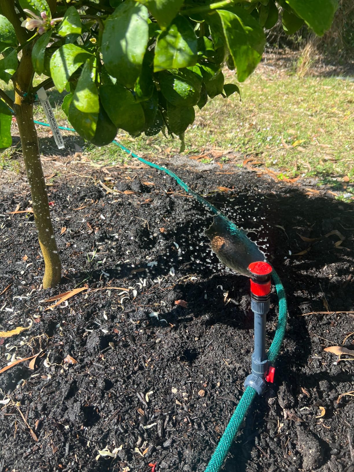 Eden 98063 Multi-Adjustable Flex Design Above Ground Irrigation Garden Sprinkler System, Sprinkler & Hose, DIY Plant Watering Set customer photo 2