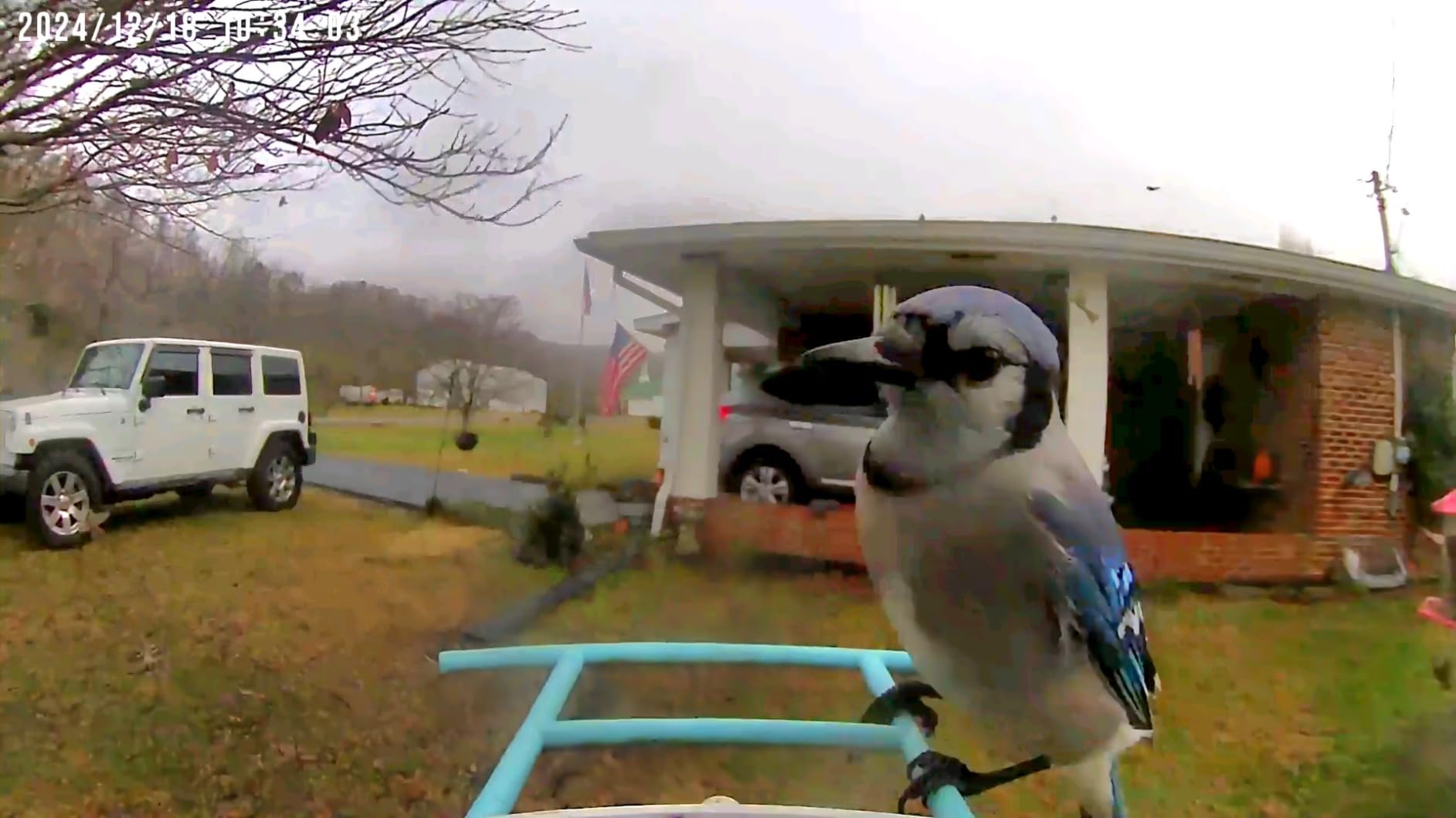 NETVUE by Birdfy Smart Bird Feeder with 2K HD AI Camera Solar Powered, Wireless Wildbird Watching, Live Stream&Color Night Vision, Auto-Capture & Notify, Free Cloud Storage(AI by Subscription) customer photo 2