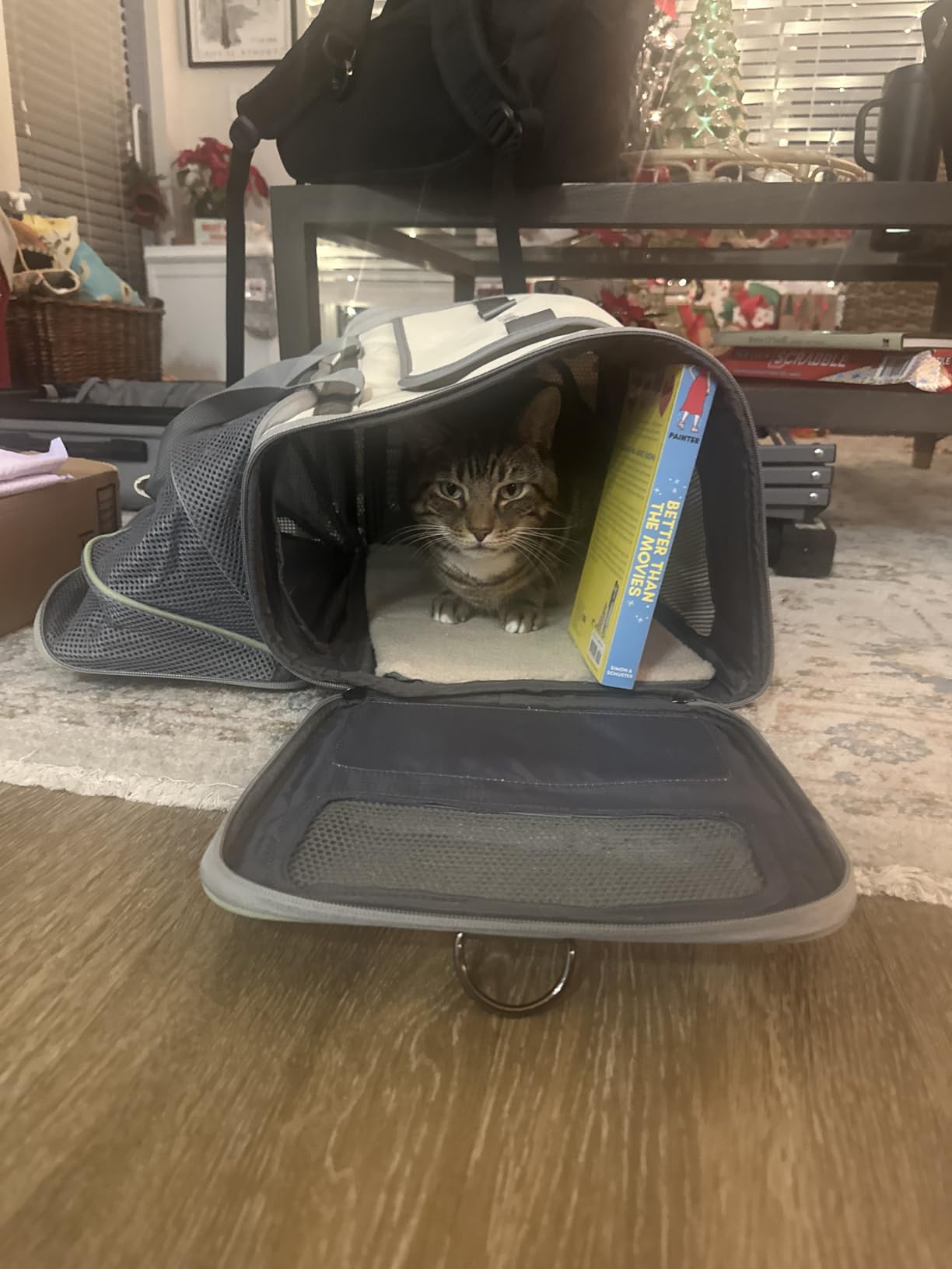 Pawaii Cat Carrier with ID Tag, TSA Airline Approved Soft Sided Collapsible Pet Travel Carrier, Portable Comfortable Convenient Foldable Cat Travel Bag customer photo 1