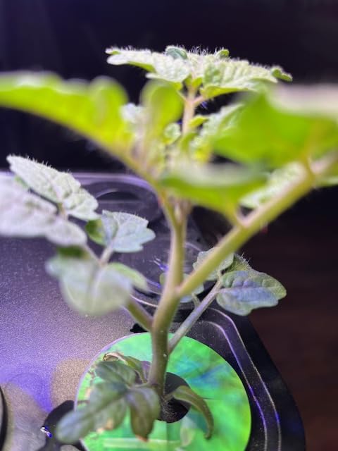 Ahopegarden Indoor Garden Hydroponics Growing System: 10 Pods Plant Germination Kit Herb Vegetable Growth Lamp Countertop with LED Grow Light - Hydrophonic Planter Grower Harvest Lettuce customer photo 1