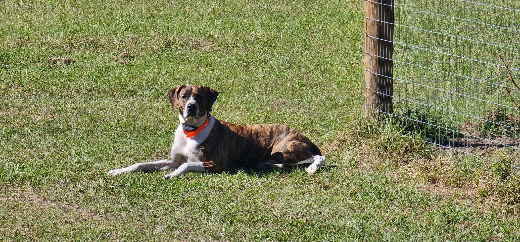 Dogtra Pathfinder 2 - Hunting Ecollar GPS Dog Training Collar with Remote, 9 Mile Range, Tracking & Containment for Medium & Large Dog Breeds, Electric GEO Fence Tracker, Stimulation, Vibration, Tone customer photo 1