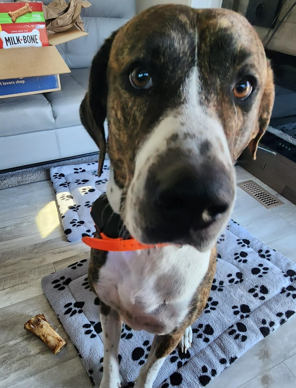 Dogtra Pathfinder 2 - Hunting Ecollar GPS Dog Training Collar with Remote, 9 Mile Range, Tracking & Containment for Medium & Large Dog Breeds, Electric GEO Fence Tracker, Stimulation, Vibration, Tone customer photo 2