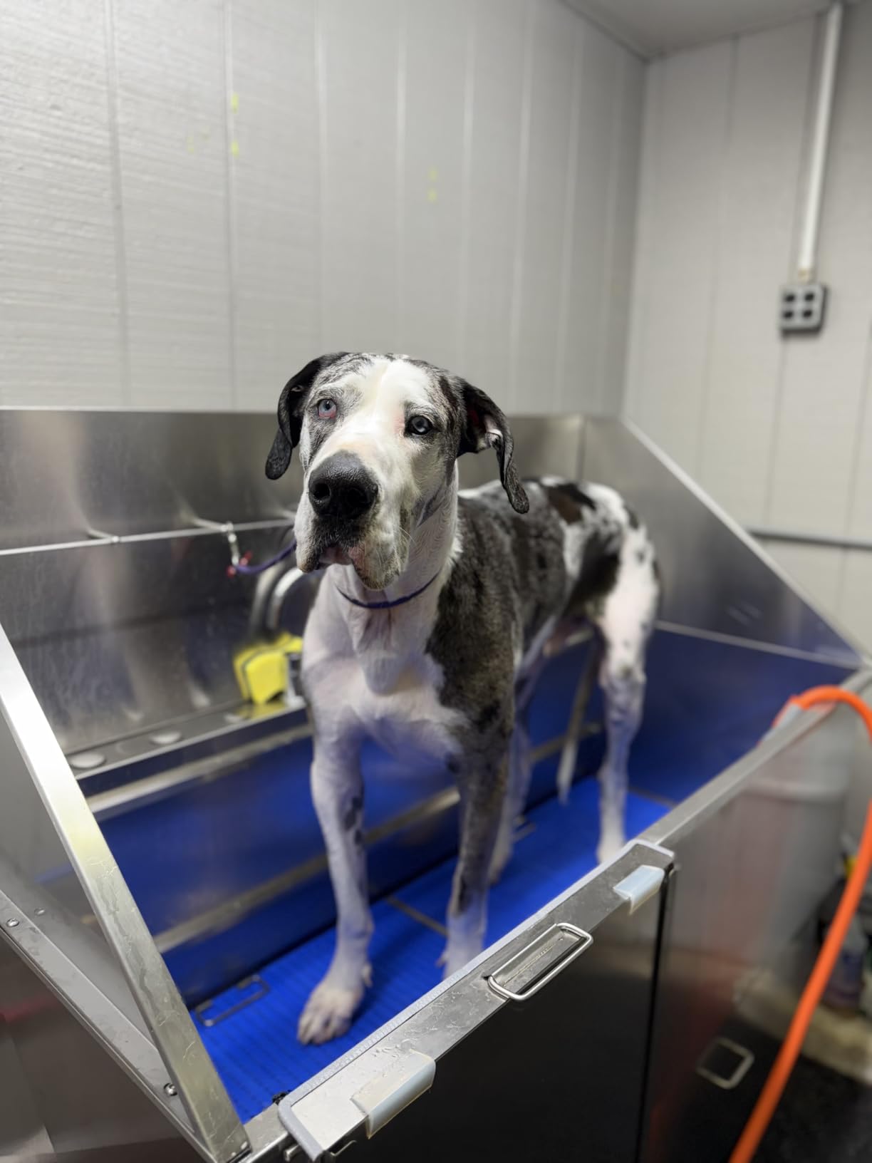 KANIS Professional Dog Washing Station - 304 Stainless Steel Pet Wash Sink & Grooming Bathtub w/Shower, Floor Grates and Storage for Large, Medium & Small Pets (50