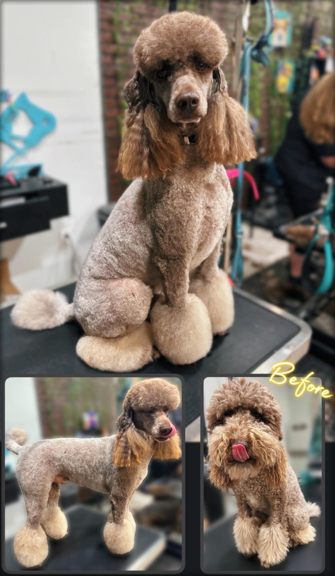 KANIS Professional Electric Dog Grooming Table - Heavy Duty, Height Adjustable Pet Grooming Table w/Leveling Wheels, Grooming Arm, Anti Slip Tabletop & Tool Organizer/Dog Grooming Station (49