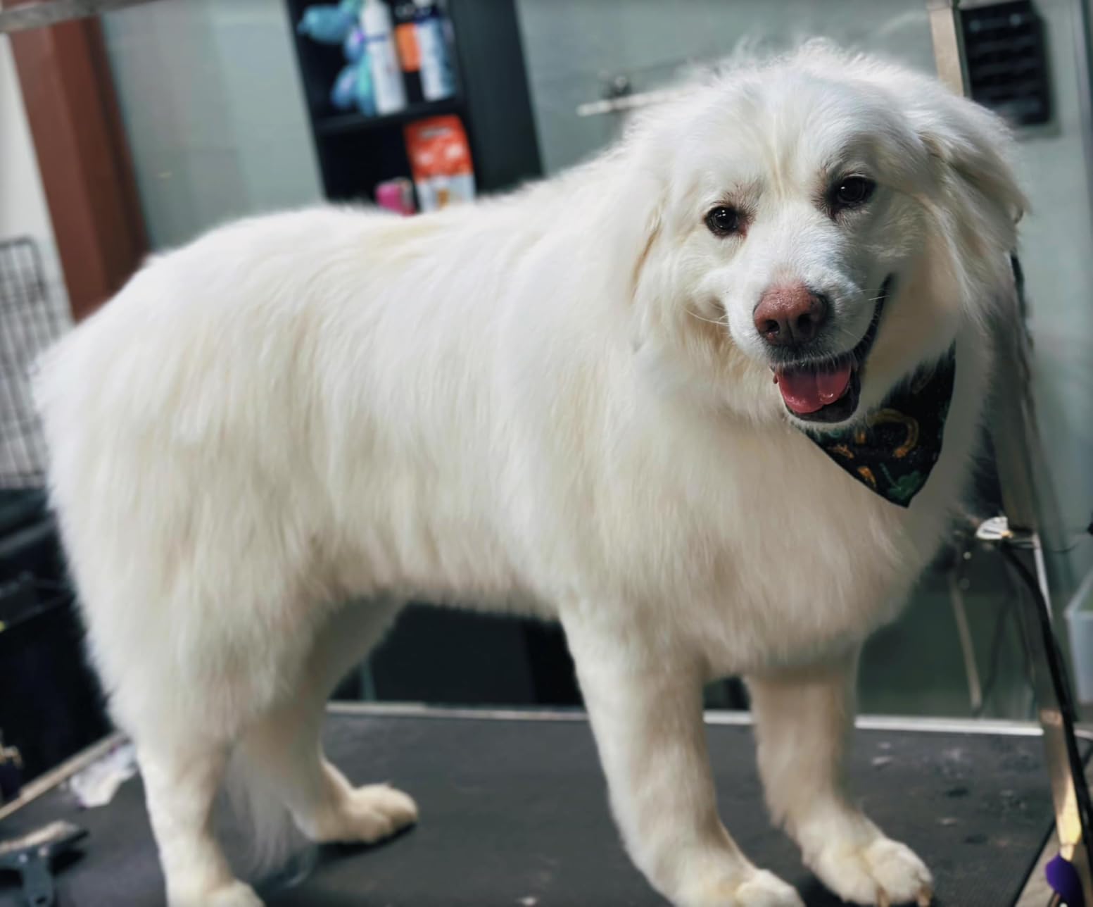 KANIS Professional Electric Dog Grooming Table - Heavy Duty, Height Adjustable Pet Grooming Table w/Leveling Wheels, Grooming Arm, Anti Slip Tabletop & Tool Organizer/Dog Grooming Station (49