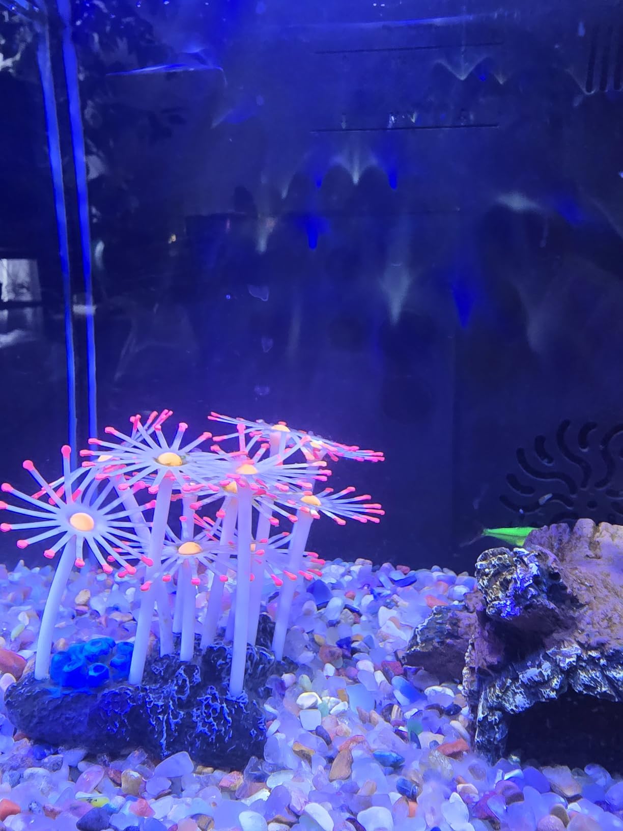 hygger Small Aquarium Betta Heater, Submersible Fish Tank Heater 10W/25W/50W/100W with LED Digital Display, Suitable for Marine Saltwater and Freshwater up to 5/10/16/26 Gallon customer photo 1