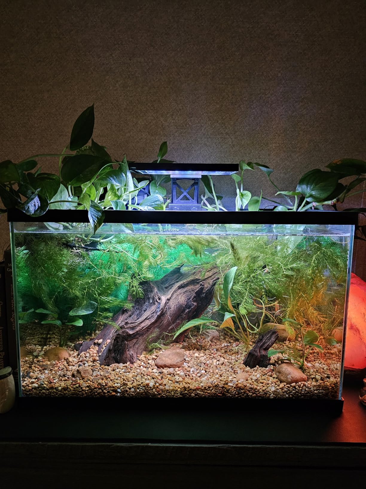 hygger Small Aquarium Betta Heater, Submersible Fish Tank Heater 10W/25W/50W/100W with LED Digital Display, Suitable for Marine Saltwater and Freshwater up to 5/10/16/26 Gallon customer photo 2