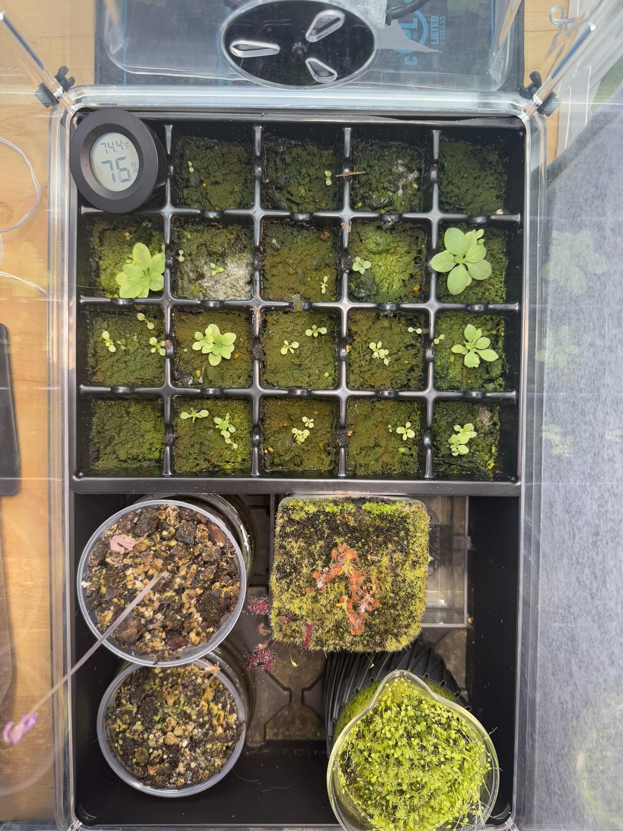 AC Infinity Heavy-Duty Humidity Dome 5x8 Germination Kit, Full Spectrum LED Grow Light Bars w/Samsung LM301H EVO LEDs, Heat Mat, 3 mm Thickest Dome, Trays, Vented Panels, for Seed Starting customer photo 1